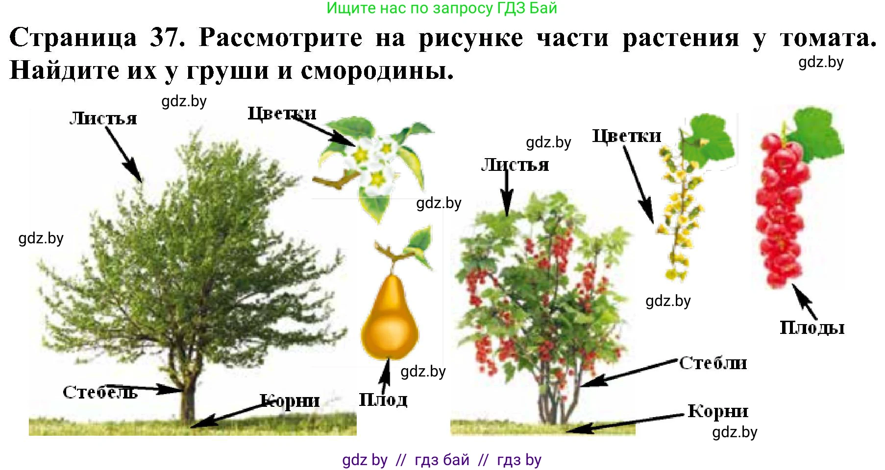 Решение номер 3 (страница 37) гдз по человек и миру 2 класс Трафимова, Трафимов, учебник